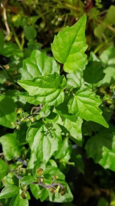 Cozy T2 Calme Au Coeur De La Nature La Trinite Ngoại thất bức ảnh